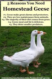 Will old seed still sprout? Homestead Geese Easy To Care For Barnyard Protectors And Weed Eaters