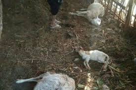 Kandang ternak untuk burung merpat ini adalah kandang yang biasa digunakan oleh para pecinta merpati. Macan Tutul Gunung Lawu Masuk Permukiman Terkam 8 Ekor Kambing