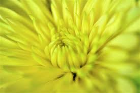 Unique designs on hard and soft cases and covers for iphone 12, se, 11, iphone xs, iphone x, iphone 8, & more. Happy Yellow Flower Iphone Wallpaper Idrop News