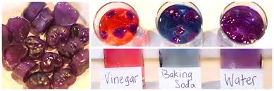Red Cabbage Ph Indicator Kitchen Chemistry For Kids