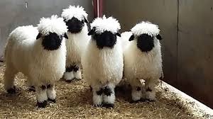 Black And White Sheep Breeds Nz The Breed Cute Creatures Sheep Breeds Animals Beautiful