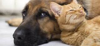 Wondering about autoimmune disease in dogs? Natural Autoimmune Treatments For Pets Stomatitis Pillow Paw More