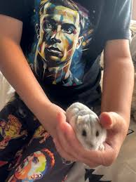 Why does my dwarf hamster still bite me and can't get used to me?