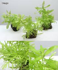 楽天市場 水草 置くだけ簡単 ウォーターウィステリア ハイグロフィラ ポリスペルマ 穴あき溶岩石付き 水中葉 無農薬 １個 北海道航空便要保温 Charm 楽天市場店