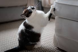 How To Stop Your Cat From Ruining Sofa