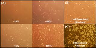 Maybe you would like to learn more about one of these? Development And Implementation Of A Virtual Cell Culture Lab Practical For An Introductory Bme Lab Course Springerlink