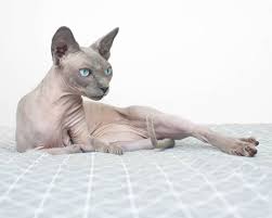 Blue Seal Point Sphynx Cat Koshka Sfinks Zhivotnye Sfinks