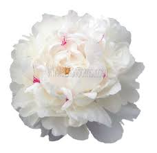 Peony flowers for sale near me. Pin On Peonies