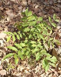 Image result for Zanha africana