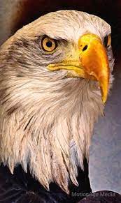 Burung rajawali mengucapkan terima kasih ke manusia yang sudah merawat dan menyembuhkan luka nya. 27 Ide Burung Rajawali Burung Rajawali Burung Kakaktua