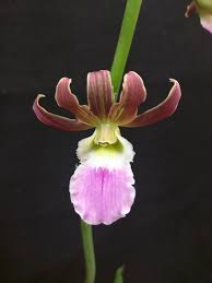 Image result for Eulophia guineensis