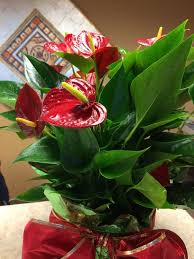 Flamingo Floweranthurium Anthurium Your Lovely Plant Is Likely An Anthurium Common Name Flamingo Flower Endemic To Container Plants Flamingo Flower Plants