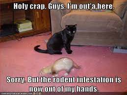 Everyone Has A Limit Cat Rat Funny Joke Animals Animals Funny Animal Memes Funny Cats