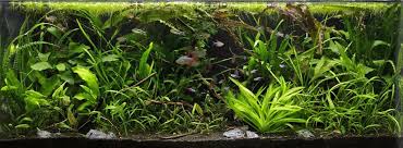 We did not find results for: The Ultimate Beginner S Guide To Aquascaping Your Aquarium