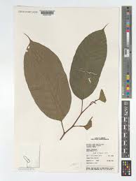 Image result for Coula edulis