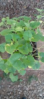 🌱 Grateful to BPI for the generous seedling donation! Thanks to BPI  Manager Doris Paz I. Discaya, La Granja Farm School is gearing up for the  Regional Expo in May 2024. This