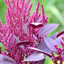 Image result for Amaranthus