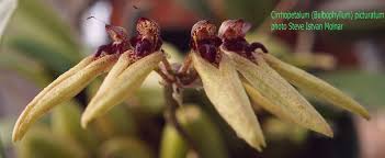 Image result for Bulbophyllum schimperianum