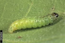 Image result for Tridactyle virgula