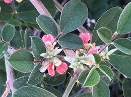 Image result for Indigofera subulata