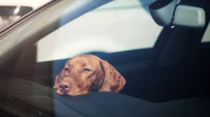 Can you legally break a car window to rescue an overheated dog inside? |  The Sun