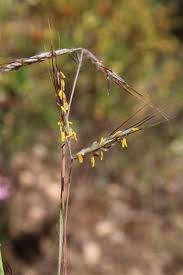 Image result for Hyparrhenia welwitschii