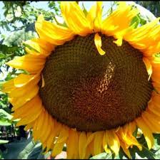 Pelbagai anak pokok buah buahan hybrid berkualiti dengan harga yang berpatutan. Jual Bibit Biji Bunga Matahari Sunflowers Giant 1kg 1500biji Lebih Terbaru Juni 2021 Blibli