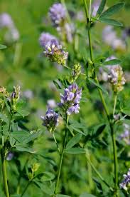 Image result for Medicago sativa