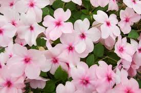 Image result for Impatiens wallerana