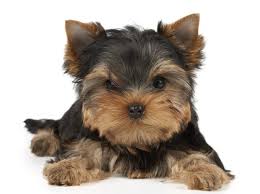 Find your new family member today, and discover the puppyspot difference. Video Yorkshire Terrier Puppy Stolen From Bronx Pet Store Gothamist