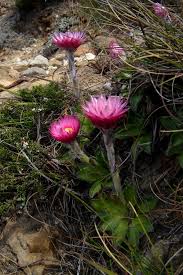 Image result for Helichrysum sulfureofuscum