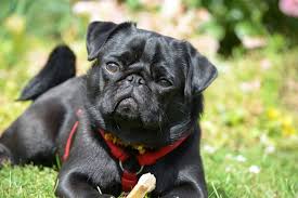 Visit us now to find the right pug for you. Fun Facts About Pugs