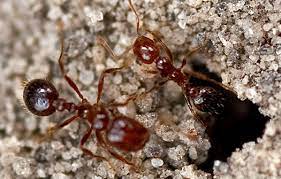The bait is taken by the ants as food and brought. Pest Control Corpus Christi Tx Abc Home Commercial Services