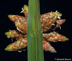 Image result for Schoenoplectiella