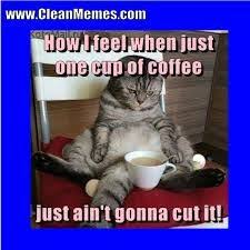 Image Result For Funny Cat Memes Clean Cat Memes Clean Cat Facts Funny Cat Memes And here are more cat memes if those weren't enough. image result for funny cat memes clean