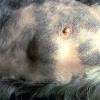 Lump on cats rear leg. Https Encrypted Tbn0 Gstatic Com Images Q Tbn And9gcser9fg7nf 7cpdbqbw 0khltcym O3ybtpqeunam0dtt Wrwlv Usqp Cau