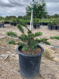 Image result for Polycarpaea prostratum