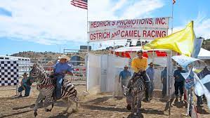 The 54th annual camel races in virginia city, nevada. Camel Racing In Virginia City Nevada