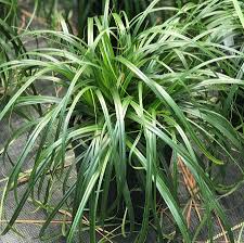Image result for Carex