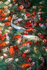 Feeding Frenzy By Douglas Walker 500px Koi Fish Koi Carp Koi Fish Pond