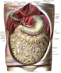 To get rid of one's feelings of anger caused by someone or something by attacking someone or something else. Greater Omentum Wikipedia