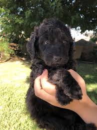 Puppy care and maintenance instructions. Goldendoodle Puppies For Sale Homeland Ca 303744