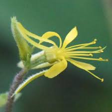 Image result for Triumfetta angolensis