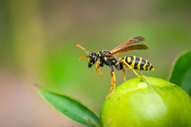 Peculiar Horoscope Your Spirit Insect By Zodiac Sign