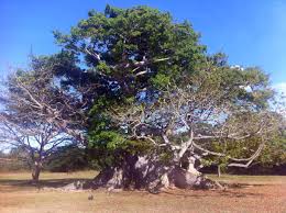 Image result for Ceiba