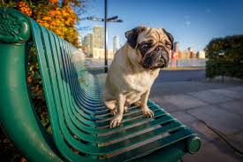 10 Dog Lover Gifts To Help Upgrade Your Pet S Life Techradar
