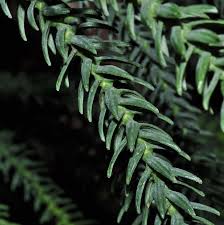 Image result for Araucariaceae