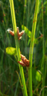 Image result for Schoenoplectus sp.no.3