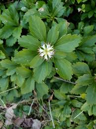 Image result for Buxaceae