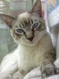 This is dramatically longer than most other cats. My Baby Boy Tank He S A Lynx Point Siamese Tonkinese Cat Cats And Kittens Cats
